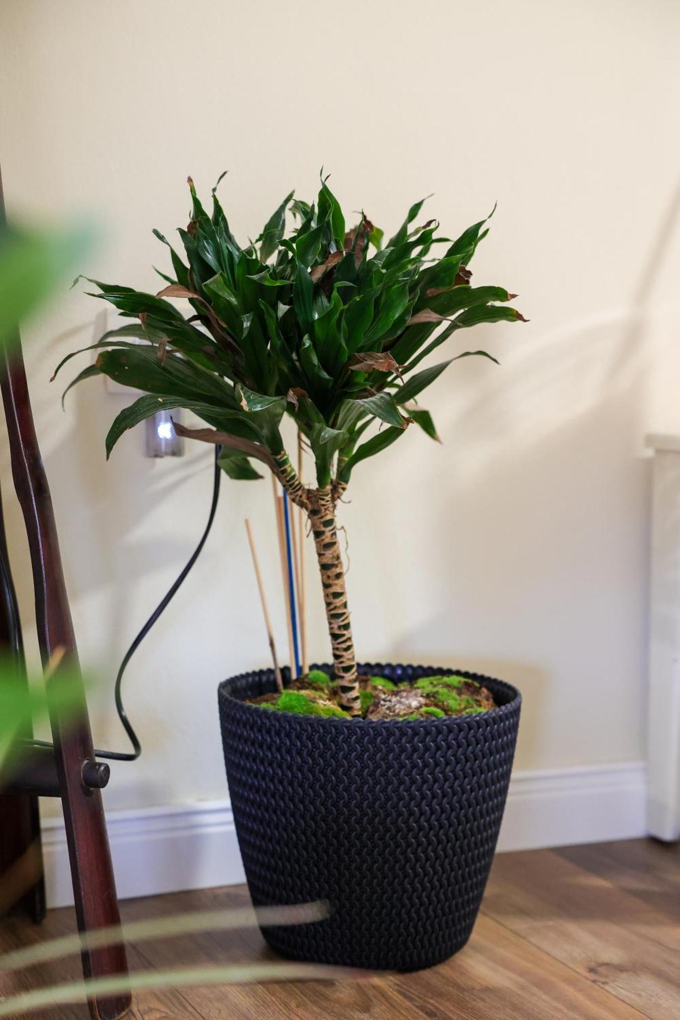 Alara Apartment ティラナ エクステリア 写真